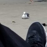 Sitting on beach legs crossed enjoying company of a sea gull 